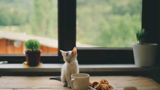8-human-food-not-to-feed-your-cat