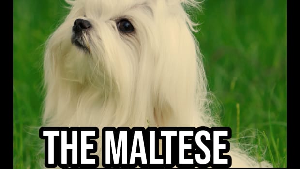 the-maltese-a-guide-for-owners