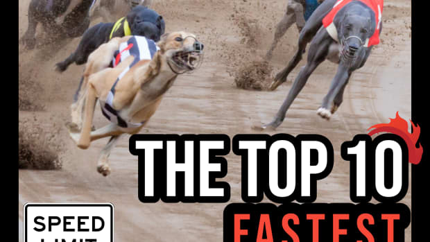 the-top-10-fastest-dog-breeds