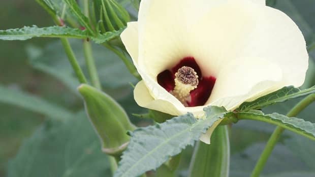 how-to-grow-okra-from-seed