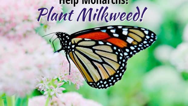 save-monarch-butterflies-plant-milkweed