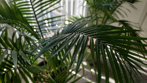 how-to-keep-your-majesty-palm-healthy-throughout-the-winter-months