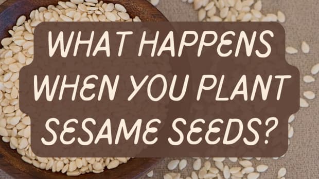 how-to-grow-sesame-seed-plants-from-shop-bought-sesame-seeds