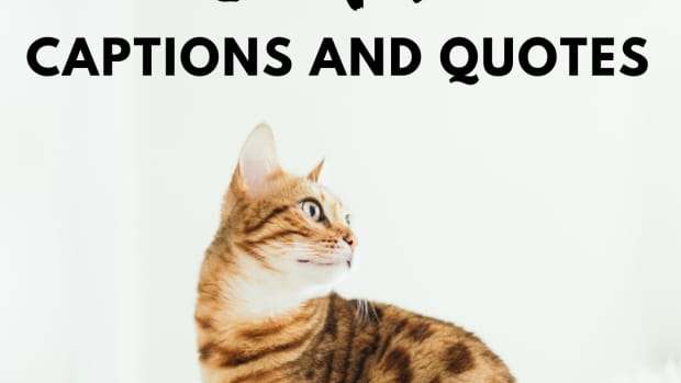 cat-quotes-and-caption-ideas