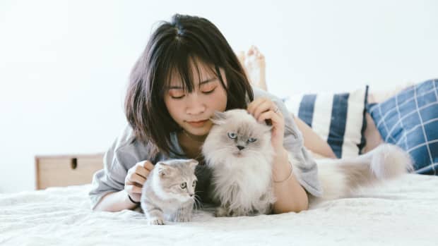 5-things-you-should-know-before-getting-a-pet