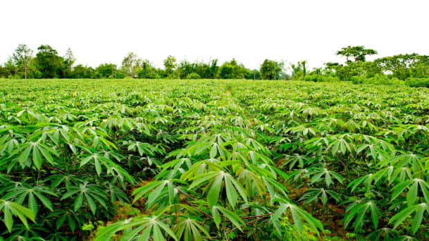 how-to-cultivate-cassava