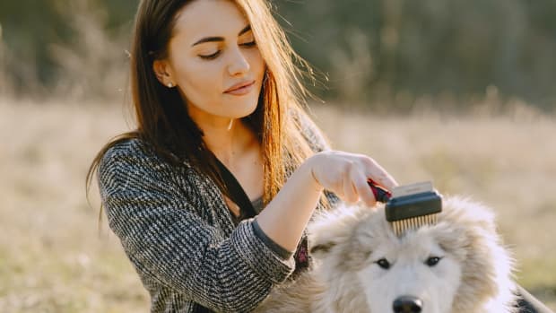 how-to-remove-pet-hairs