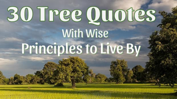 tree-quotes-with-human-life-principles
