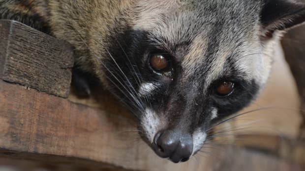 Wildlife of the Coconino National Forest - Owlcation