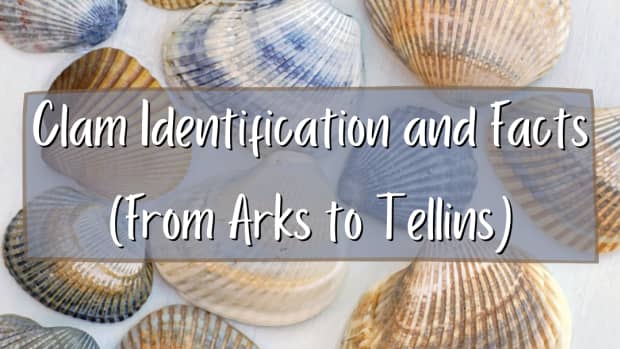 curious-collectors-of-clam-shells-cont