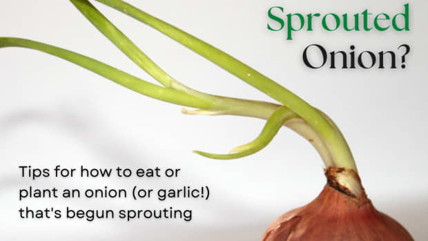what-to-do-with-a-sprouted-onion