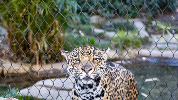 effects-of-captivity-on-animals-in-the-zoos