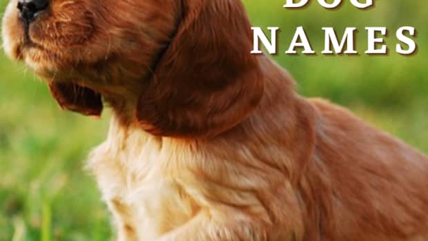 200-red-dog-names-with-meanings