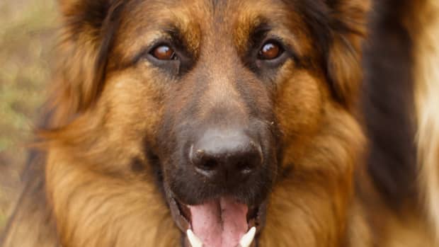 why-you-should-take-care-of-your-pets-teeth