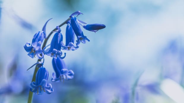 growing-english-bluebells-from-seed