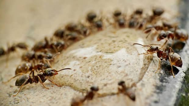 how-to-get-rid-of-ants-in-apartment