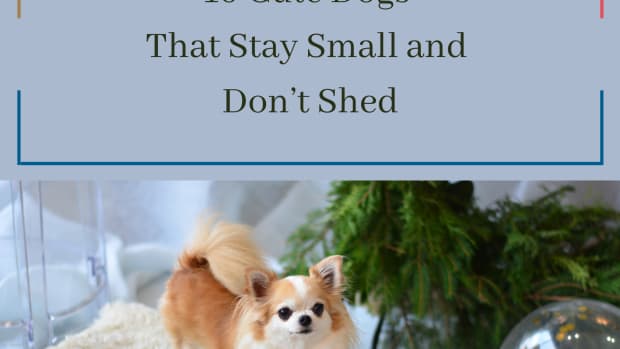10-cute-dogs-that-stay-small-and-dont-shed