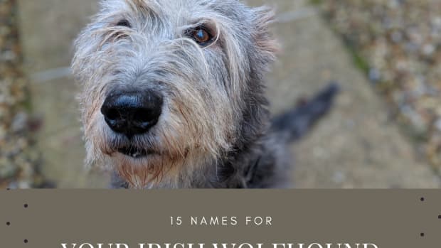 15-names-for-your-irish-wolfhound-from-irish-mythology