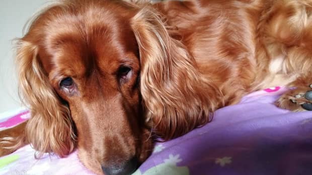 how-i-helped-my-pet-overcome-anxiety-and-depression