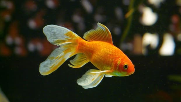 cichlids-stingrays-and-goldfish-the-mind-of-a-fish