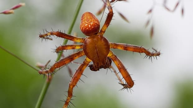 spider-evolution-adaptations-and-ancestors