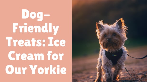 ice-cream-for-our-yorkie