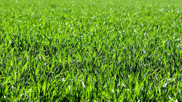 choosing-the-best-yard-grass