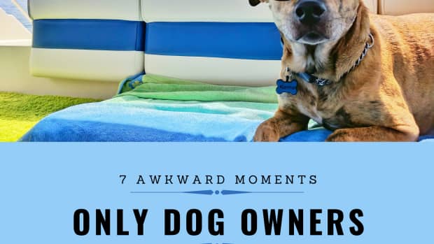 7-awkward-moments-only-dog-owners-can-relate-to
