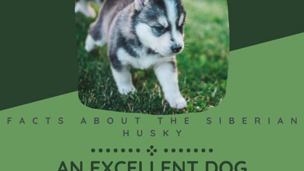 facts-about-the-siberian-husky-an-excellent-dog-breed-for-anyone