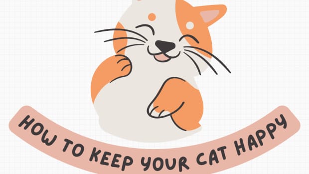 tips-on-keeping-your-cat-happy