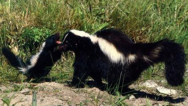 keeping-skunks-out-of-the-yard