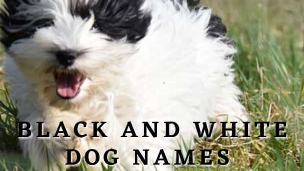 125-black-and-white-dog-names-with-meanings