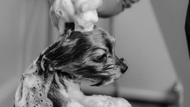 how-to-choose-the-right-shampoo-for-your-dog