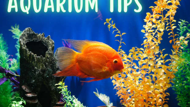 tips-for-starting-a-new-aquarium-beyond-the-setup-guide