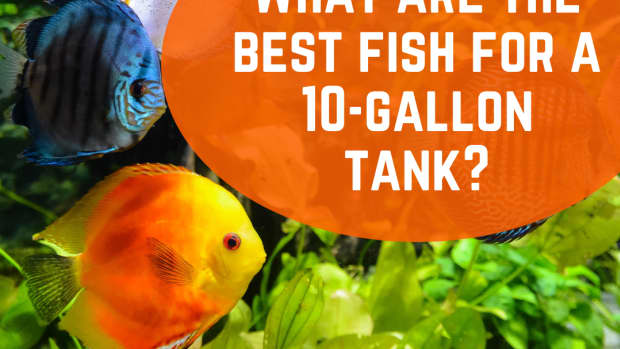 best-fish-for-10-gallon-tank