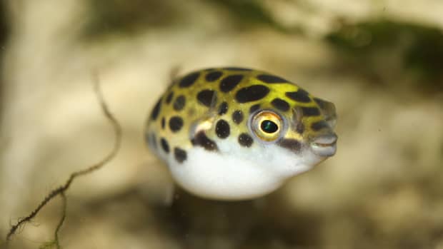 green-spotted-puffer-fish-care-feeding-tank-setup