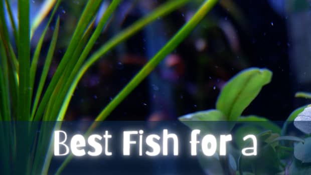 peaceful-community-fish-for-a-freshwater-aquarium