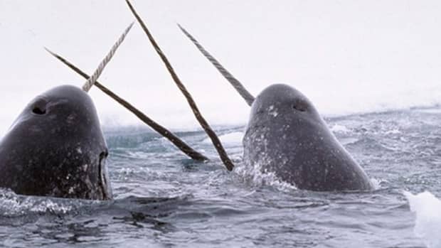 narwhal-appreciation-day