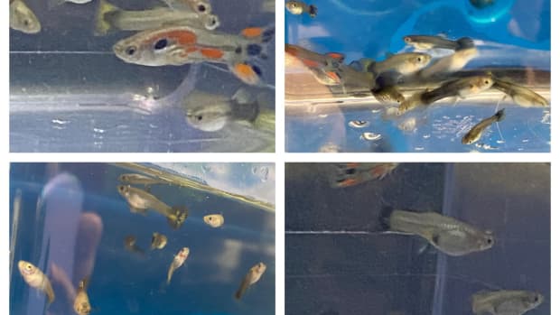 how-to-breed-guppies-like-crazy