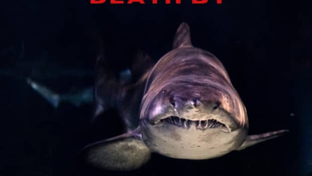 murder-by-shark-attack