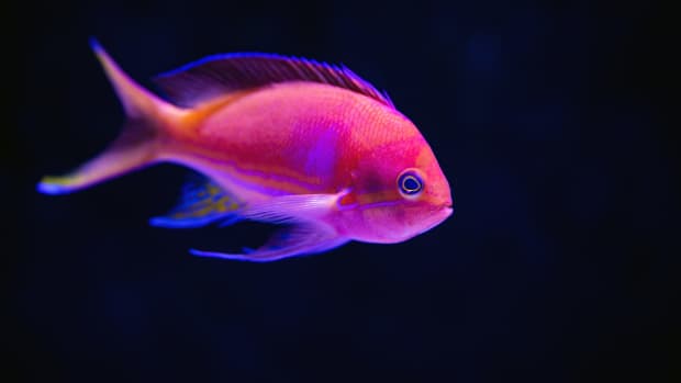How Many Fish in a 10, 20, or 55-Gallon Tank? - PetHelpful