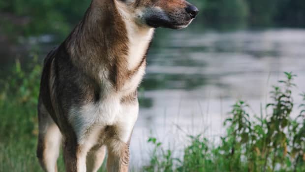 10-dogs-that-look-like-wolves