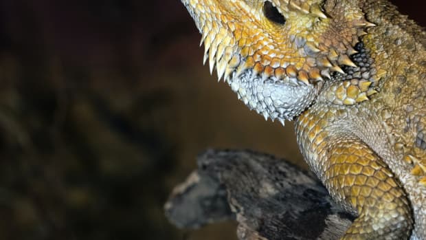 diet-and-nutrition-for-adult-bearded-dragons