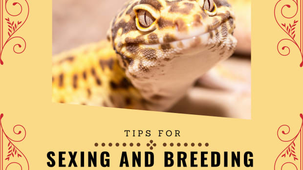 breeding_leopard_geckos