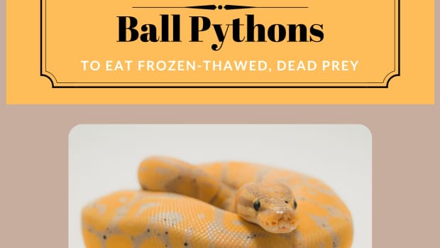 ball-pythons-eat-frozen-dead-prey