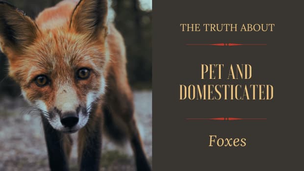 russian-pet-domesticated-foxes