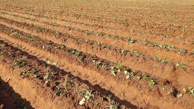 how-to-grow-sweet-potato-sweet-potato-cultivation-farming