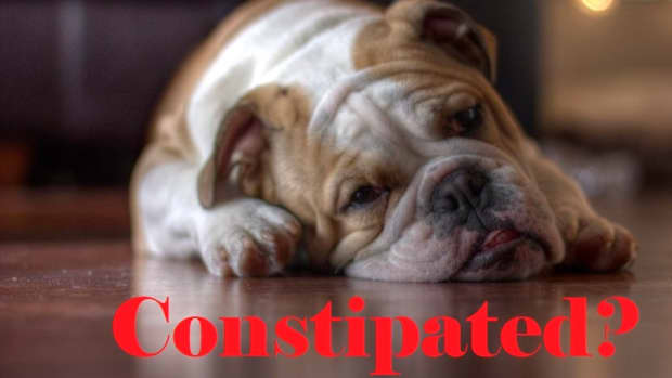 constipated-bulldog-home-care