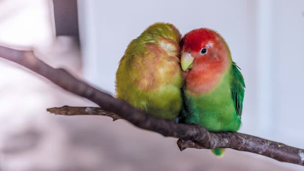 caring-for-newborn-lovebirds