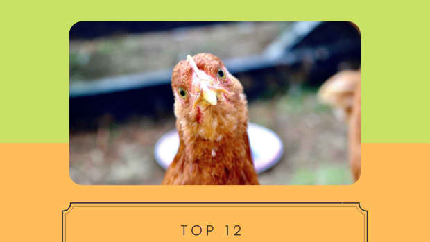 12-utterly-bizarre-chicken-breeds